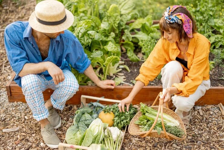 A man in a straw hat and blue shirt and a woman in an orange shirt with a colorful headscarf harvesting fresh vegetables from a garden, with a basket and crates filled with leafy greens, squash, and herbs.