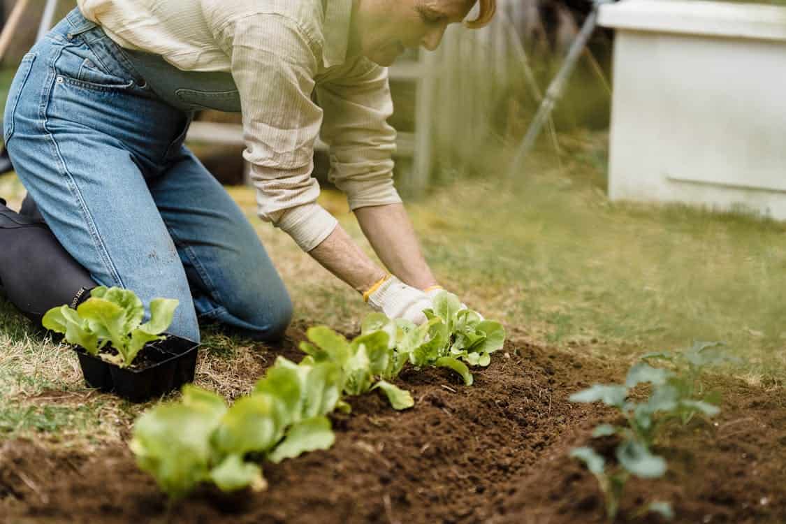 A person kneeling in a lush garden, carefully tending to plants. The scene captures the vibrant green foliage and the dedication of the gardener, with gardening tools visible on the ground nearby.